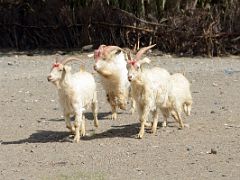 23 Long Horn Goats Out For A Stroll In Yilik Village On The Way To K2 China Trek